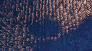 Aerial view of a Burnt Pine plantation with brown leaves and black trunks overlaid with blue gradient