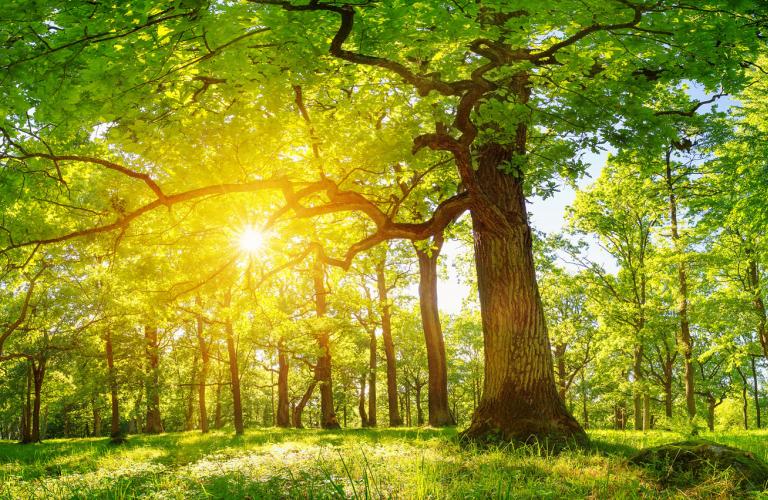 Trees