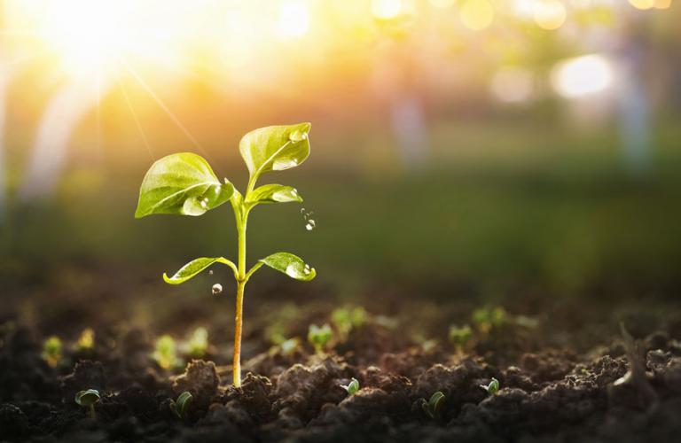Growing plant
