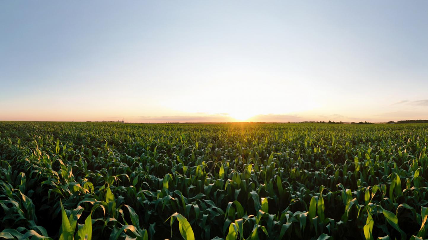 Agriculture