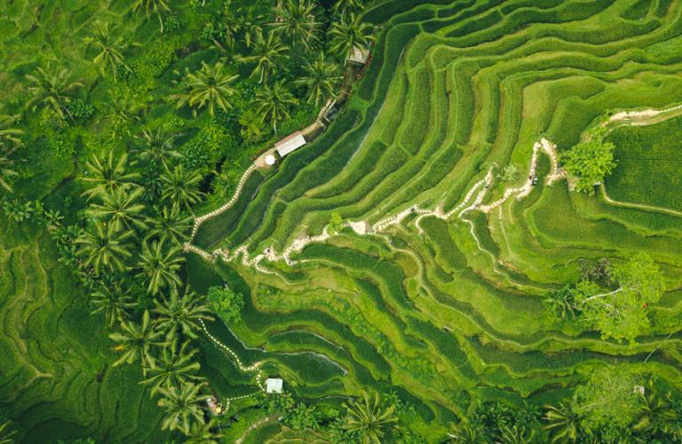 Rice Fields Palm Trees