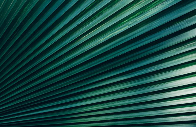 Palm leaf pattern